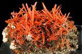 Attractive, Bright Orange Crocoite Crystal Cluster - Tasmania #182742-2